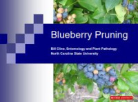 Image of E-book Blueberry Pruning