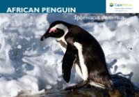 Image of E-book African Penguin