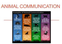 Image of E-book Animal Communication
