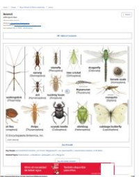 Image of E-book Entomology Insects