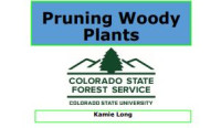 Image of E-book Pruning Woody Plants