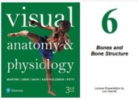 Image of E-book Visual Anatomy & Physiology : Bones and Bone Structure